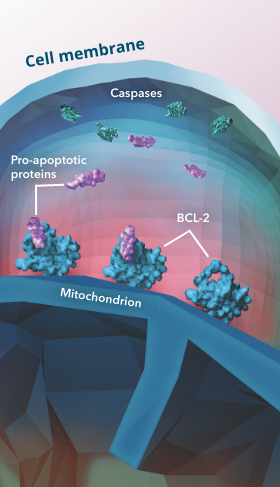 VENCLEXTA® (venetoclax tablets) | Mechanism Of Action